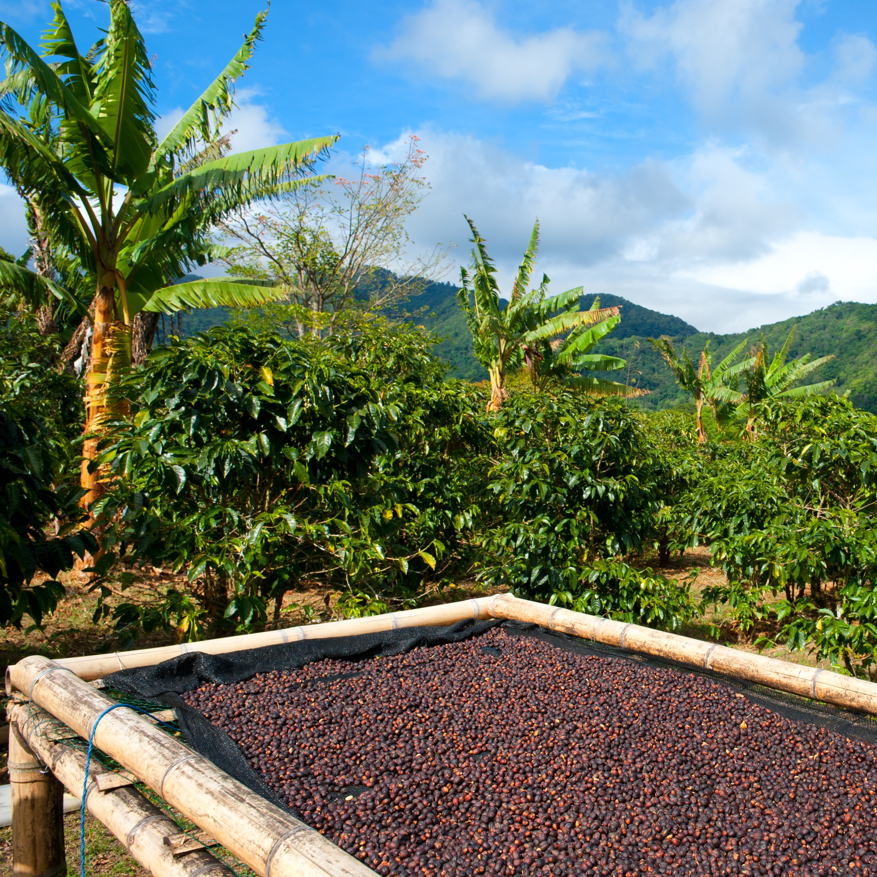 Exim Fair Trade
